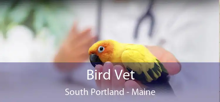 Bird Vet South Portland - Maine
