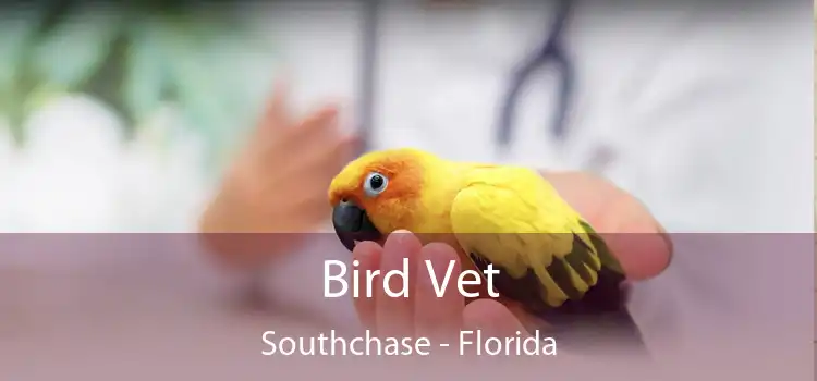 Bird Vet Southchase - Florida