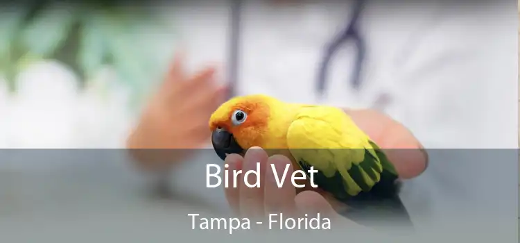 Bird Vet Tampa - Florida