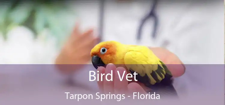 Bird Vet Tarpon Springs - Florida