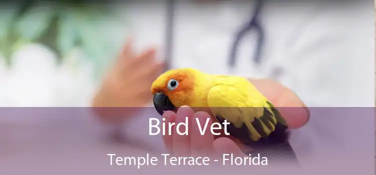 Bird Vet Temple Terrace - Florida