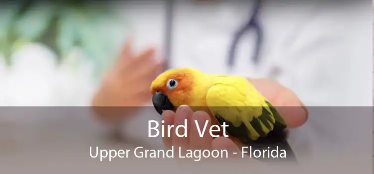 Bird Vet Upper Grand Lagoon - Florida