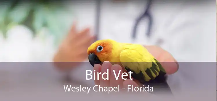 Bird Vet Wesley Chapel - Florida