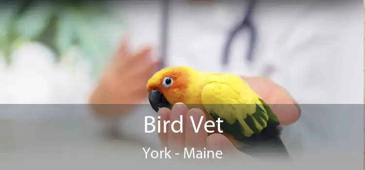 Bird Vet York - Maine