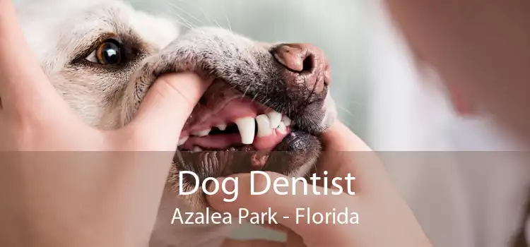 Dog Dentist Azalea Park - Florida