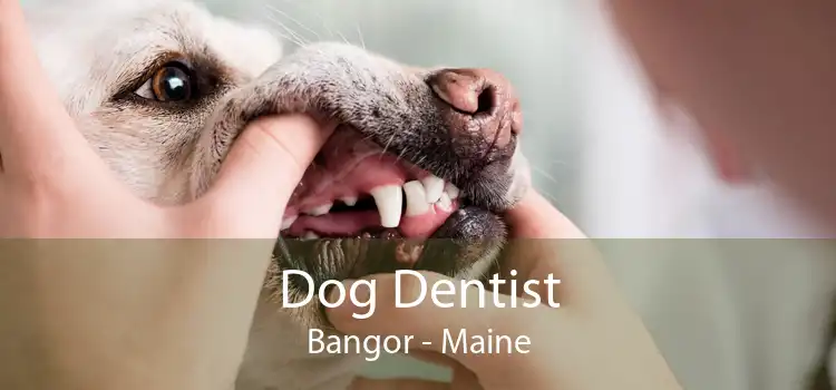 Dog Dentist Bangor - Maine