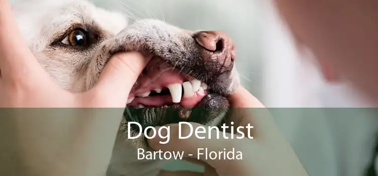 Dog Dentist Bartow - Florida