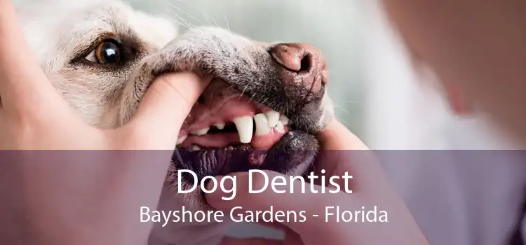 Dog Dentist Bayshore Gardens - Florida