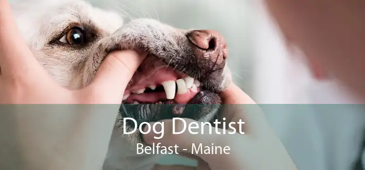 Dog Dentist Belfast - Maine
