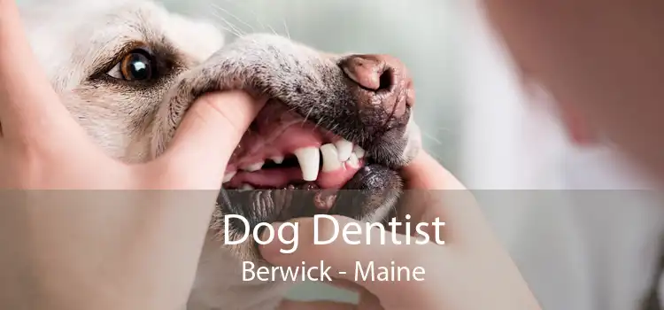 Dog Dentist Berwick - Maine