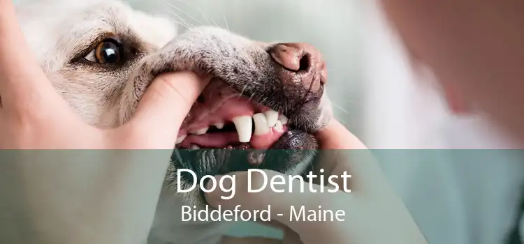 Dog Dentist Biddeford - Maine