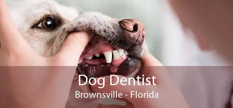 Dog Dentist Brownsville - Florida