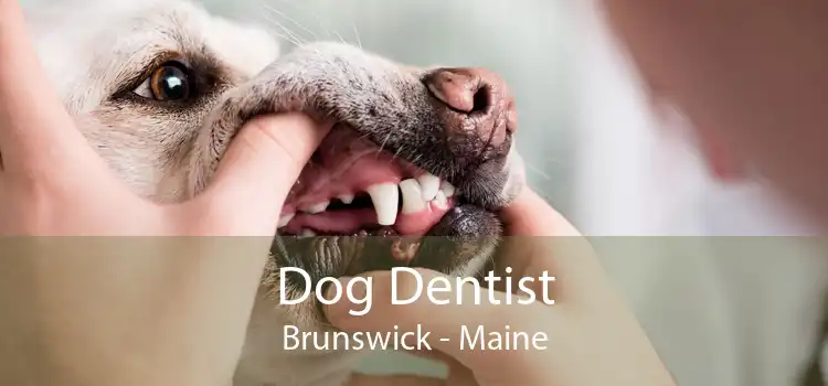 Dog Dentist Brunswick - Maine