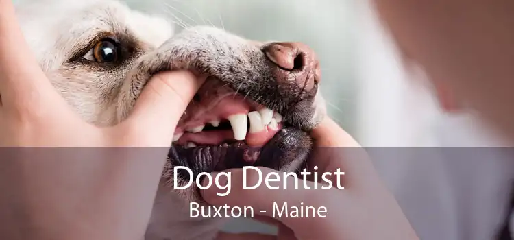 Dog Dentist Buxton - Maine