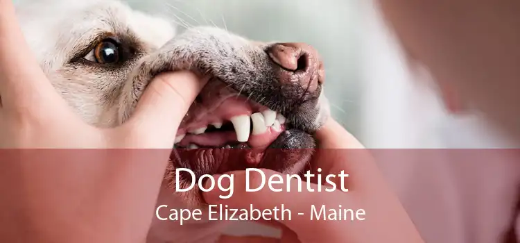 Dog Dentist Cape Elizabeth - Maine