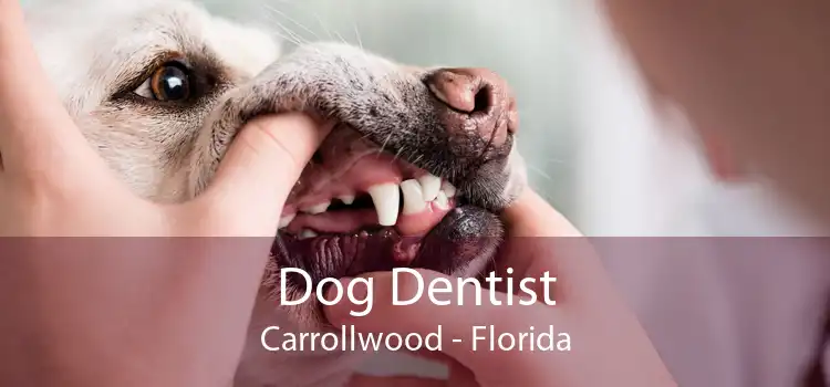 Dog Dentist Carrollwood - Florida