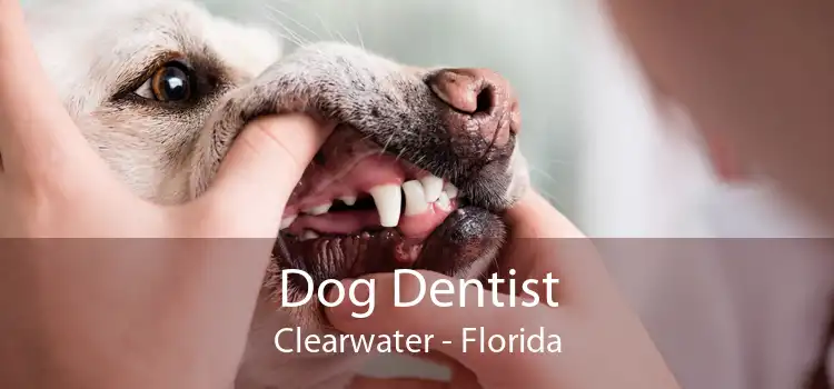 Dog Dentist Clearwater - Florida