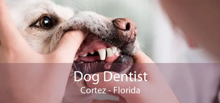 Dog Dentist Cortez - Florida
