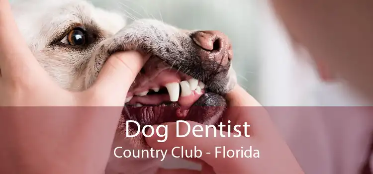 Dog Dentist Country Club - Florida