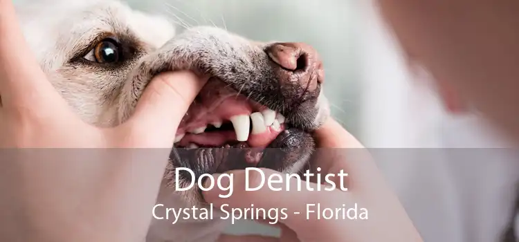 Dog Dentist Crystal Springs - Florida