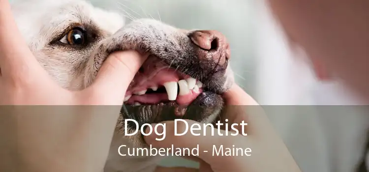 Dog Dentist Cumberland - Maine