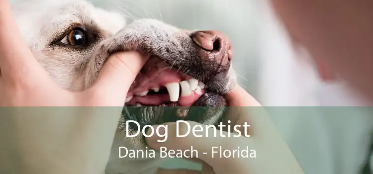Dog Dentist Dania Beach - Florida