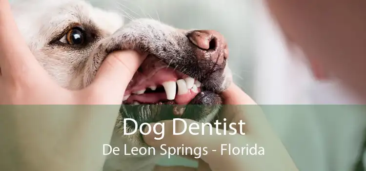 Dog Dentist De Leon Springs - Florida