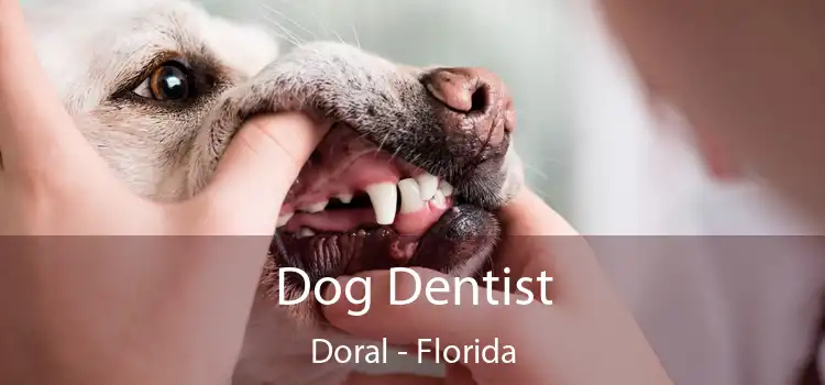 Dog Dentist Doral - Florida