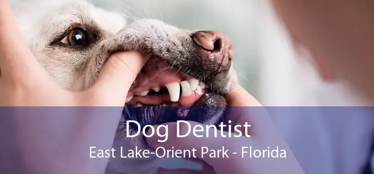 Dog Dentist East Lake-Orient Park - Florida