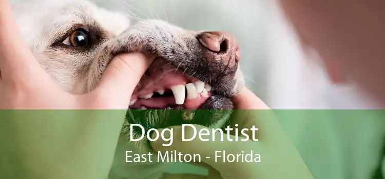 Dog Dentist East Milton - Florida