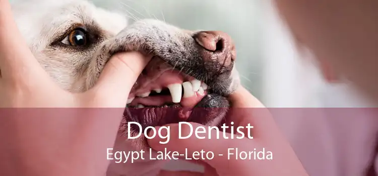 Dog Dentist Egypt Lake-Leto - Florida