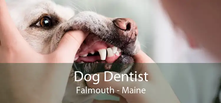 Dog Dentist Falmouth - Maine