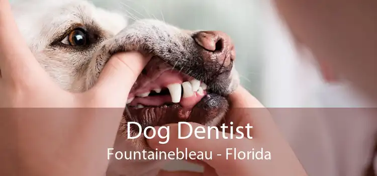 Dog Dentist Fountainebleau - Florida