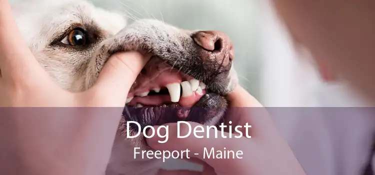 Dog Dentist Freeport - Maine