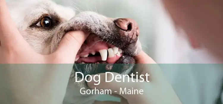 Dog Dentist Gorham - Maine