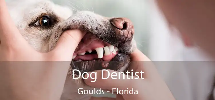 Dog Dentist Goulds - Florida