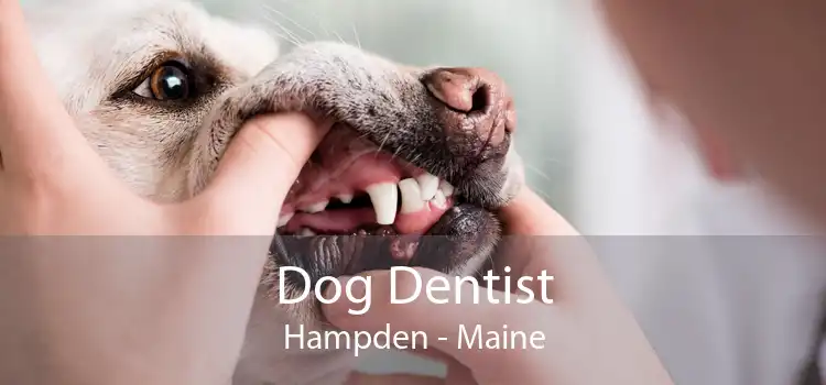 Dog Dentist Hampden - Maine