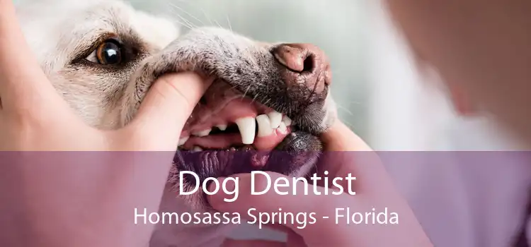 Dog Dentist Homosassa Springs - Florida