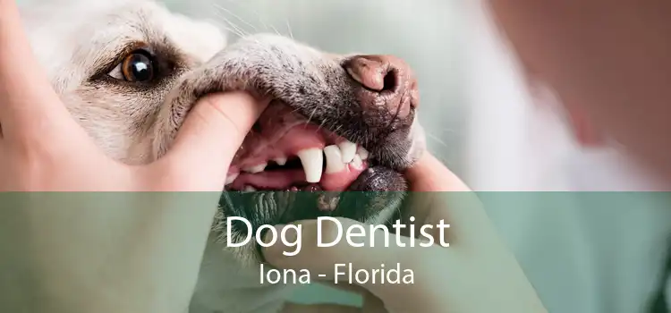 Dog Dentist Iona - Florida