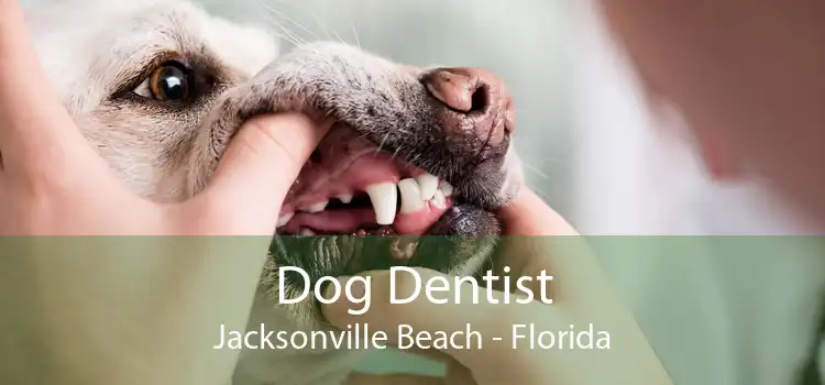 Dog Dentist Jacksonville Beach - Florida