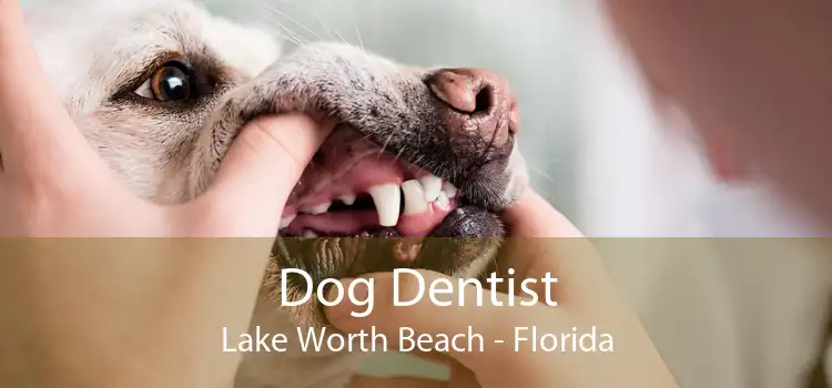 Dog Dentist Lake Worth Beach - Florida