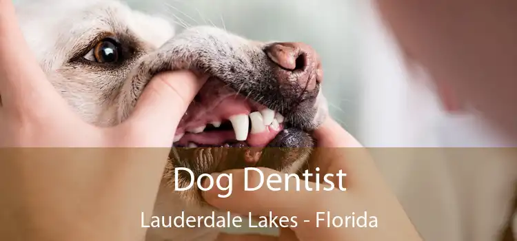Dog Dentist Lauderdale Lakes - Florida