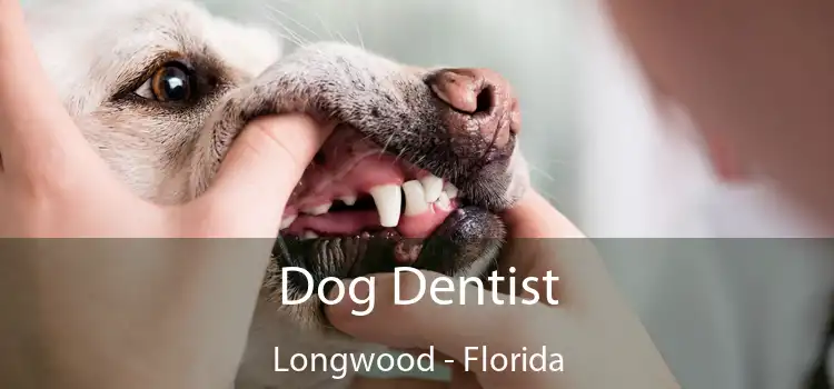 Dog Dentist Longwood - Florida