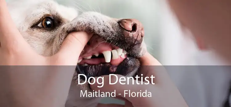 Dog Dentist Maitland - Florida
