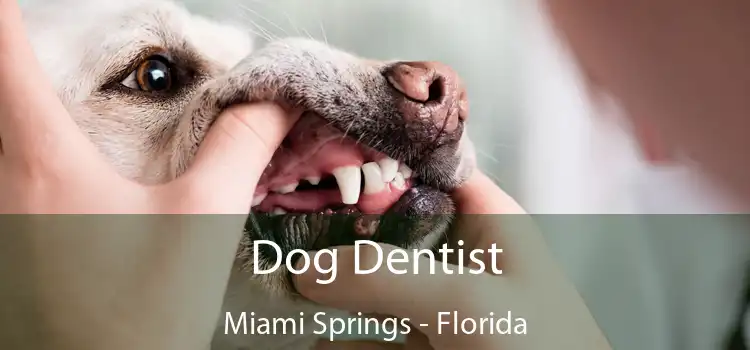 Dog Dentist Miami Springs - Florida