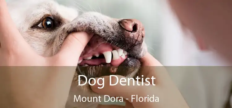 Dog Dentist Mount Dora - Florida