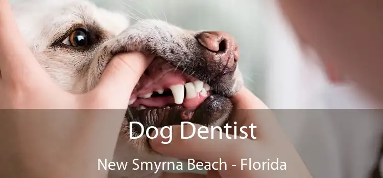 Dog Dentist New Smyrna Beach - Florida