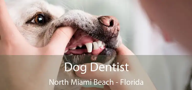 Dog Dentist North Miami Beach - Florida