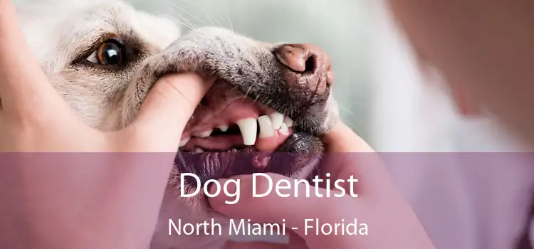 Dog Dentist North Miami - Florida