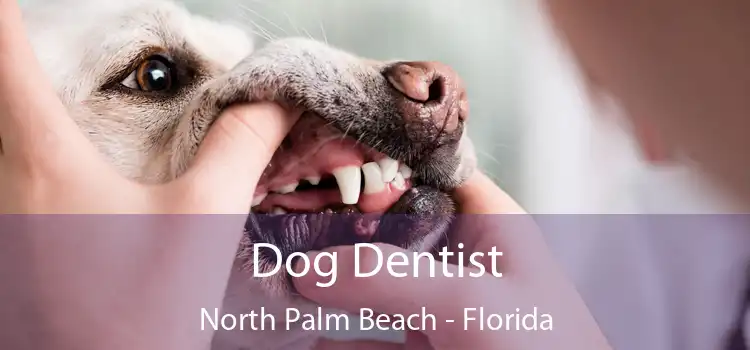 Dog Dentist North Palm Beach - Florida